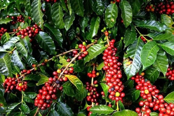 Coffee exports