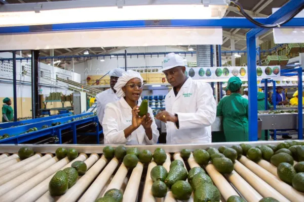 Kakuzi avocado exports
