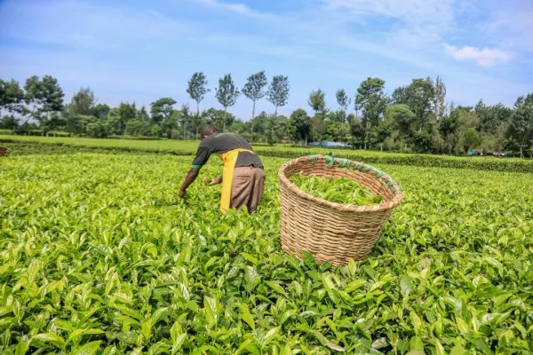 Tea exports