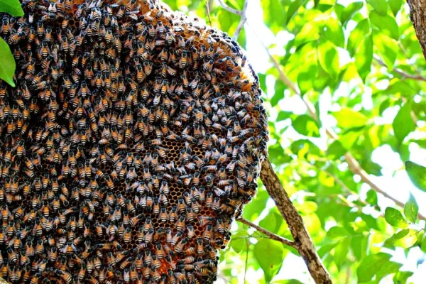 bee keeping ventures