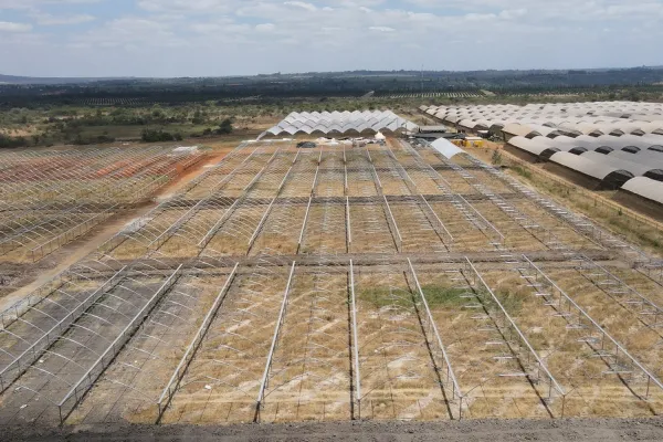 Kakuzi Blueberry