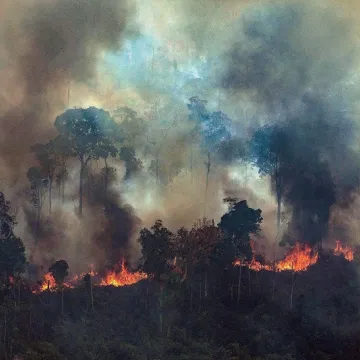 Amzon Forest Fire