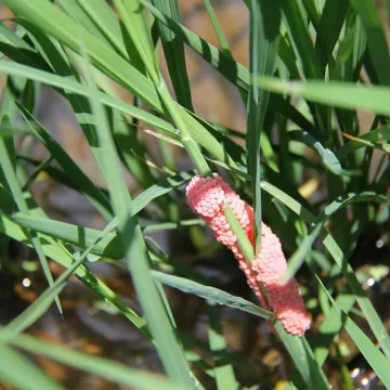 Apple snails