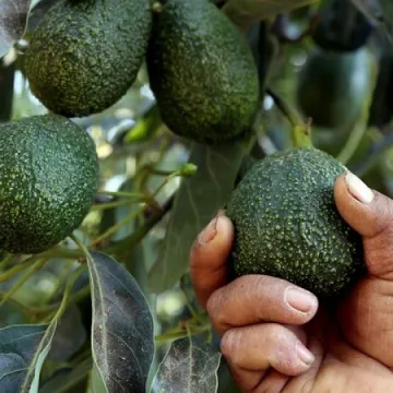 Hass Avacado