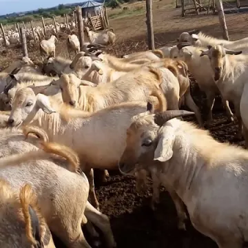 Galla Goats