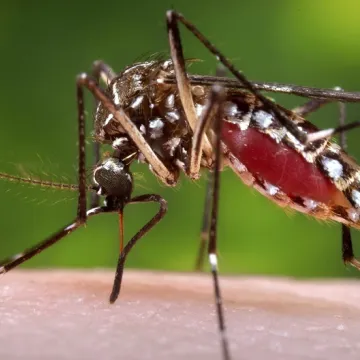 CDC handout shows a female Aedes aegypti  mosquito