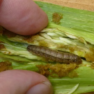Fall-armyworm-scaled