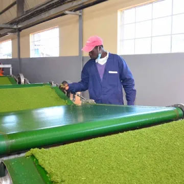 Tea 1