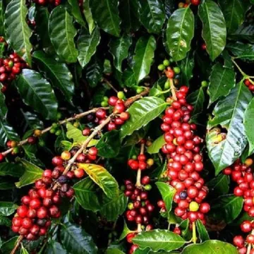 Coffee farm