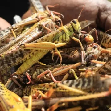 Desert locusts