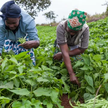 Agriculture KE