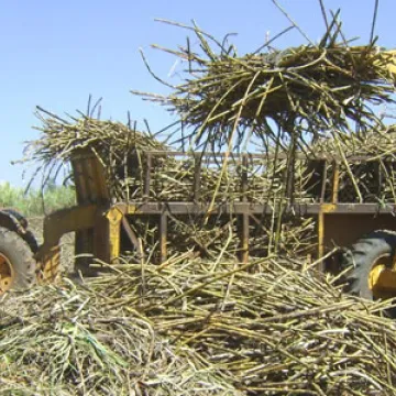 SugarcaneKE