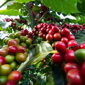 Coffee-Farm