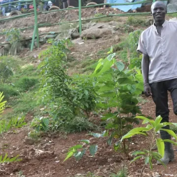 Paul-Otienos-Eden.-A-section-of-Mathare-River-where-Mathare-Slum-Community-Association-or-MASCA-has-planted-fruit-trees.-PHOTO-BY-OTIATO-OPALI-scaled-1