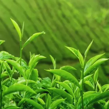 Tea exports Kenya