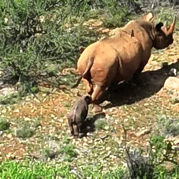 Black Rhino