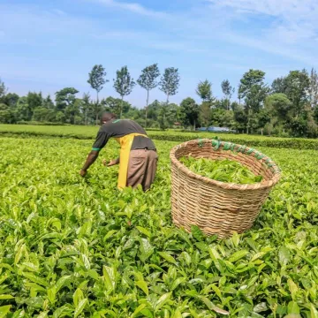 Tea exports