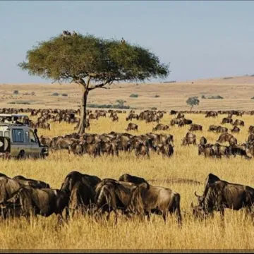 Masai Mara