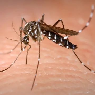 Malaria Causing Mosquitoes