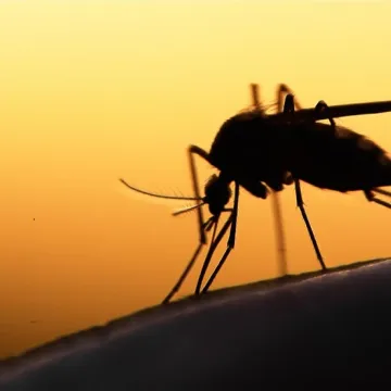 Malaria Kenya