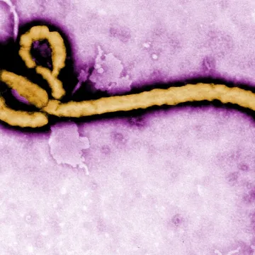 Ebola 