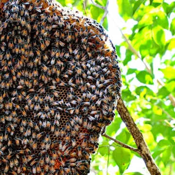 bee keeping ventures