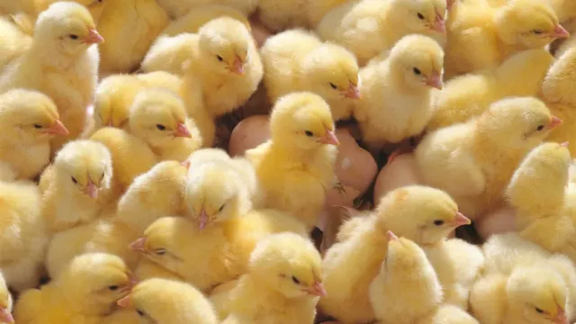 chicken Hatchery chicken Hatchery