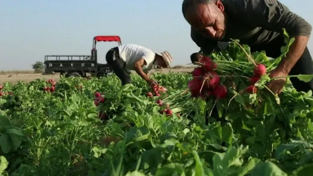 Agriculture in Africa