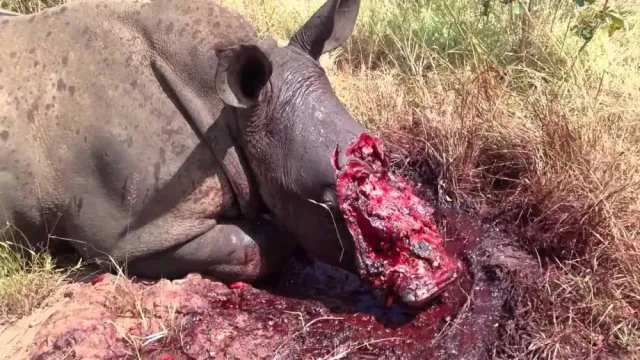 Rhino-Hacked-off Rhino-Hacked-off