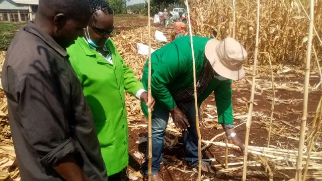 Bt maize harvesting in Embu Bt maize harvesting in Embu