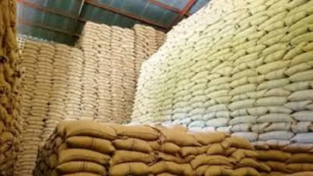 Maize