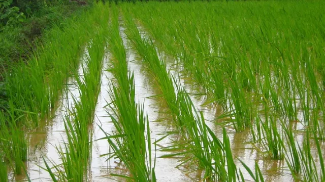 Rice Farm