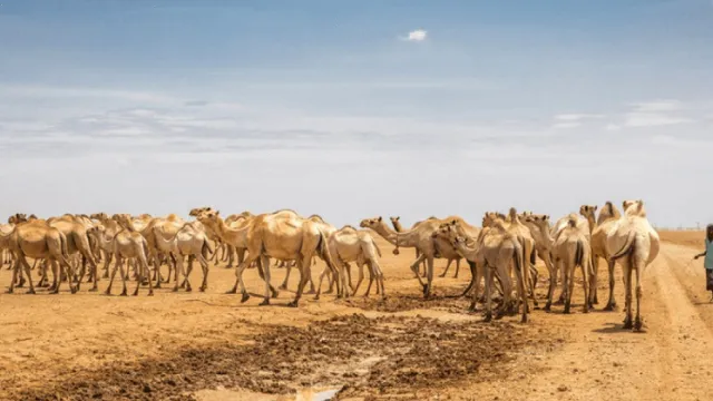 Camels Kenya