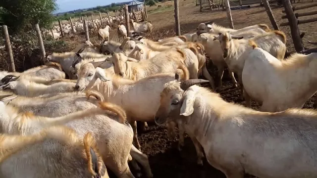 Galla Goats