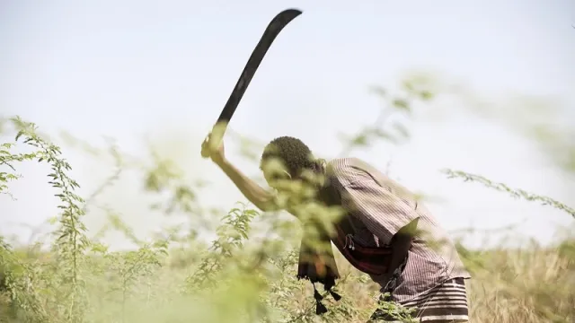 Farmer Odisyoso Bugayo clears prosopis from his land. Farmer Odisyoso Bugayo clears prosopis from his land.