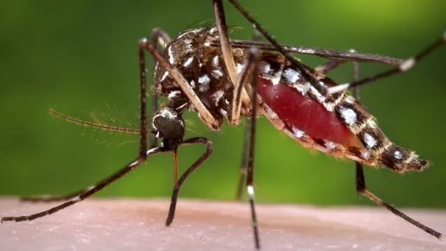 CDC handout shows a female Aedes aegypti  mosquito