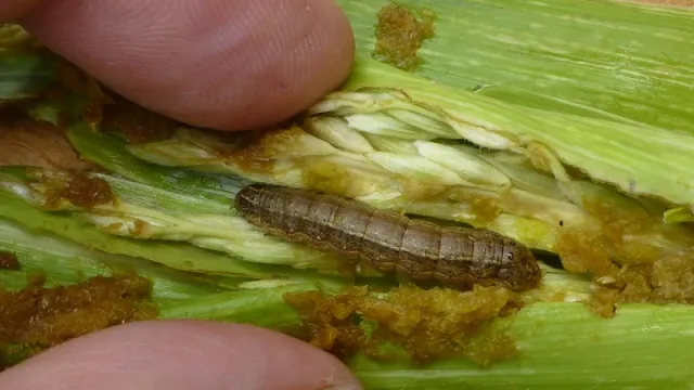 Fall-armyworm-scaled