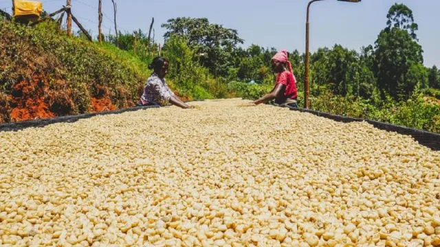Coffee Kenya Coffee Kenya