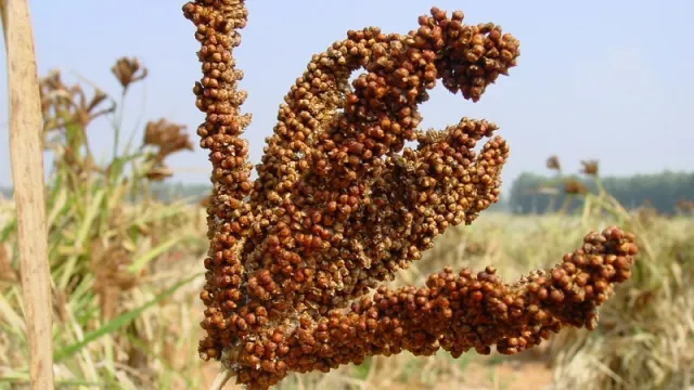 Finger-millet-2