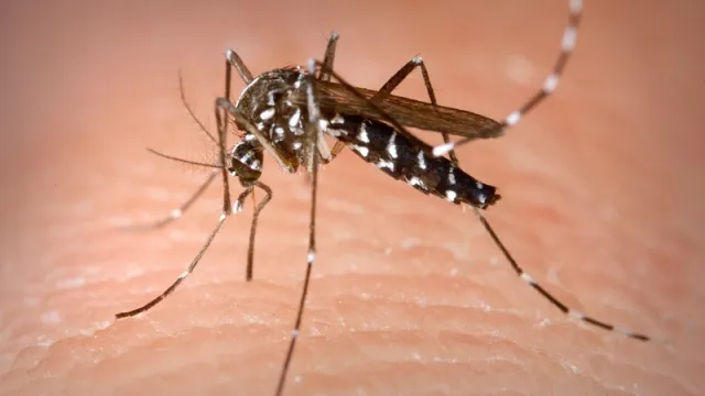 Malaria-mosquito