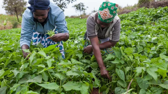 Agriculture KE