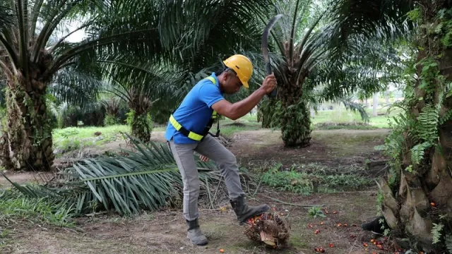 Palm Oil 1