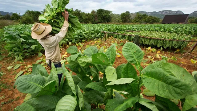 Tobacco