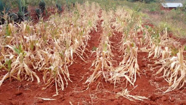 Drought Kenya