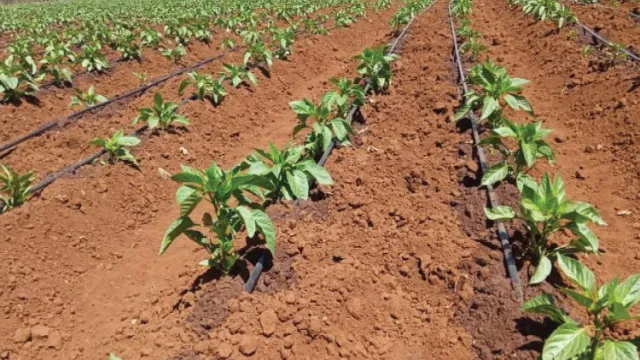 Smart Irrigation Smart Irrigation