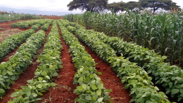 Agriculture KE 2 Agriculture KE 2