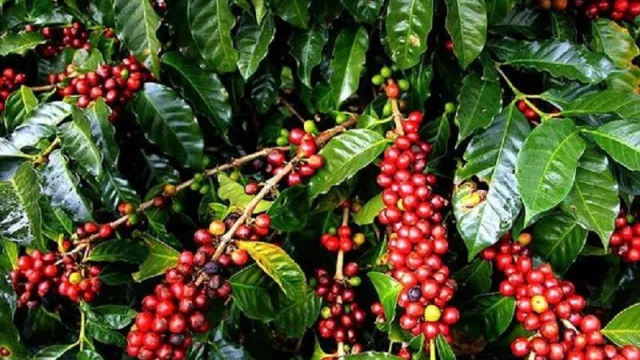 Coffee farm