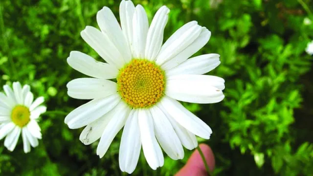 Pyrethrum 1 Pyrethrum 1
