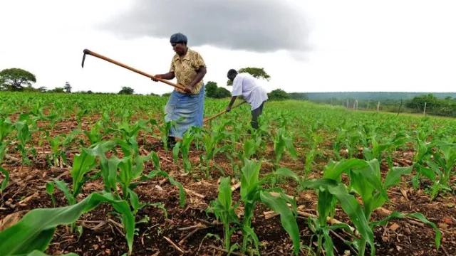 Maize crop KE