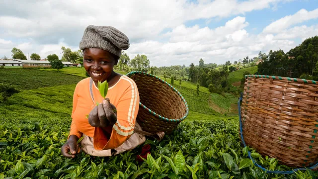 Tea 2 Tea 2